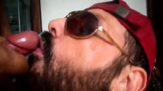 Bezerro carioca mamando os machos